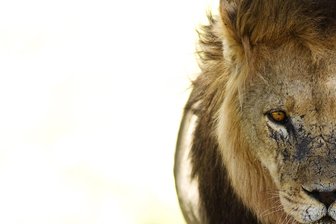 Aus Reichenbach zum „König der Löwen“? Wie ein Kinderheim eine Spende nutzen will - Den „König der Löwen“ besuchen wohl bald Kinder aus Reichenbach.