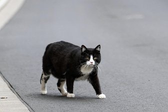 Aus Reisebus an Rasthof an der A72 im Vogtland abgehauen: Miez spielt Katz-und-Maus mit Polizisten - Eine Katze spaziert über eine Straße. Das Bild dient nur der Illustration.