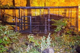 Ausbruch: Affen-Mutti Erna türmt aus neu gebautem Gehege -
