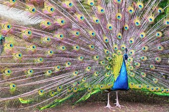 Ausflugstipp Kalkbrüche im Striegistal: Wo der Pfau seine Show abzieht - Wenn es dem Pfau genehm ist, schlägt er für die Besucher des Waldhauses Kalkbrüche auch mal ein Rad. 