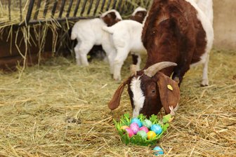 Ausflugstipps zu Ostern: Das bieten die Tierparks im Vogtland - Am Osterwochenende locken die Tierparks in der Region nicht nur mit Jungtieren, sondern auch mit kreativen und unterhaltsamen Angeboten.