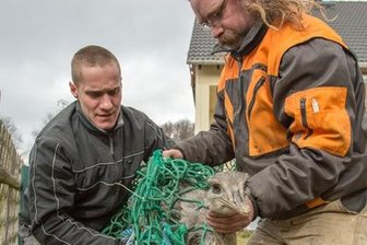 Ausgebüxter Nandu ist wieder zu Hause -