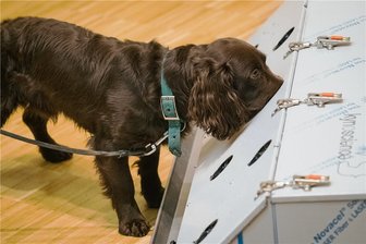Ausgebildete Spürhunde können eine Corona-Infektion riechen -