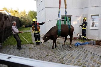 Ausgebüxte Kuh stürzt in Grube - Mittels Kran konnte die Kuh aus der Grube gehoben werden.