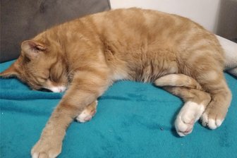 Ausgebüxter Kater aus Geringswalde ist zurück - Noch leicht schachmatt, erholt sich Kater Glüxi von seinem wochenlangen Ausflug.