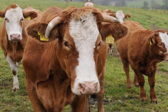 Ausgebüxtes Rind richtet 5000 Euro Schaden an - 