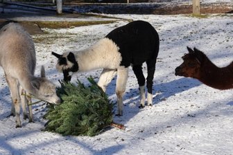 Ausgediente Weihnachtsbäume sind willkommener Snack - 