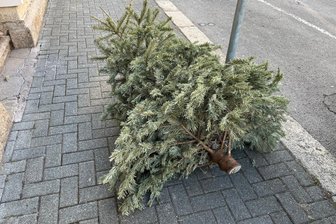 Ausgediente Weihnachtsbäume „zieren“ Stadtbild: Was passiert in Oelsnitz? - In Oelsnitz liegen seit Montag ausgediente Weihnachtsbäume auf Fußwegen und an Straßenrändern.
