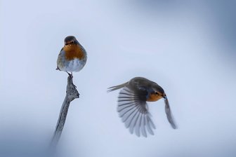 Ausgeflogen: Eine Weihnachtsgeschichte von Lukas Rietzschel - Erika genießt jedes Zwitschern und Tschilpen, jedes Krächzen und Gackern. Stundenlang kann sie mit ihrem Vogelbuch am geöffneten Fenster sitzen.