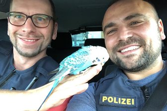 Ausgerückt: Wellensittich landet auf Polizeiauto - Ein blauer Wellensittich ist an der A 93 geradewegs seinen Rettern in die Arme geflogen.