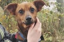 Ausgesetzte Hunde: Polizei in Aue ermittelt Besitzer -