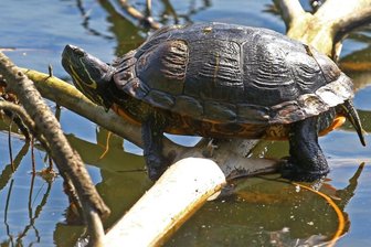 Ausgesetzte Schildkröten bedrohen Wasservögel - Rotwangen-Schmuckschildkröten wie diese fressen die Gelege der Wasservögel. 