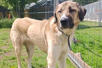 Ausgesetzter Kangal in Wald im Erzgebirge: Warum der Fall nun eine weitere Behörde beschäftigt - Abgemagert kam Talos im Tierheim „Neu-Amerika“ an. Dort wird er seit Monaten betreut.