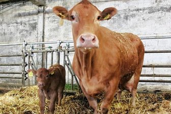 Ausreißer-Kälbchen kehrt zurück auf die Weide - Die Mutterkuh, eine Limousin-Kreuzung, passt jetzt gut auf ihr Kind auf. 