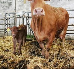 Ausreißer-Kälbchen wieder auf der Weide - Die Mutterkuh, eine Limousin-Kreuzung, passt jetzt gut auf ihr Kind auf.