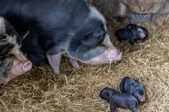 Aussichtsturm und kleine Schweine im Tierpark Falkenstein - Die Hängebauchschweine mit einigen ihrer kleinsten Ferkel: Der zweite Wurf erblickte am Sonntag das Licht der Welt. Die älteren Halbgeschwister wurden vor neun Wochen geboren, der größte Teil von ihnen ist bereits abgegeben worden.