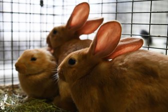 Ausstellung: Die schönsten Rammler kommen nach Erlau - In Ausstellungen in Erlau sind oft schöne Tiere zu bewundern, so wie jüngst Kaninchen der Rasse Burgunder.