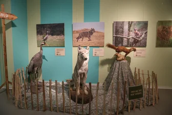 Ausstellung im Chemnitzer Naturkundemuseum bietet Einblicke in die Tierwelt des Erzgebirges - Die Ausstellung „Wilde Nachbarn – Tiere des Erzgebirges“ im Naturkundemuseum bietet Informationen zu 28 Tierarten, darunter auch zum Wolf (Bildmitte).