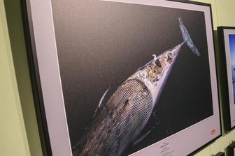 Ausstellung in Chemnitz zeigt preisgekrönte Naturfotografien -
