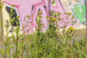 Ausstellung in Chemnitz zeigt, was an Straßen und Wegen grünt und blüht -