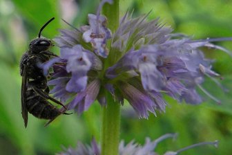 Ausstellung „Insekten in Gefahr“ in Neukirchen/Pleiße - Eine Ausstellung widmet sich dem Thema „Insekten“.