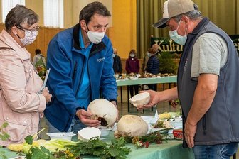 Ausstellung "Nischt wie Schwamme" in Grünbach - Im vergangenen Jahr haben sich in der Grünbacher Turnhalle auch Burkhard Weck (Mitte) und Jutta Weck aus Buch bei Treuen beraten lassen. Hans-Jürgen Grziwa erklärte, wie man den Riesenbovist zubereitet.