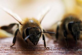 Australien fürchtet um die Zukunft der Bienen -