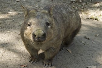 Australische Insel will Wombats von Selfies verschonen - Ein Wombat im Currumbin Wildpark an der Gold Coast. Auf der australischen Insel Maria Island sollen Wombats künftig von Handy-Aufnahmen durch Touristen verschont bleiben. Bei der Ankunft mit der Fähre werden Besucher seit kurzem mit Schildern darum gebeten, auf Selfies mit den possierlichen Beutelsäugern zu verzichten.