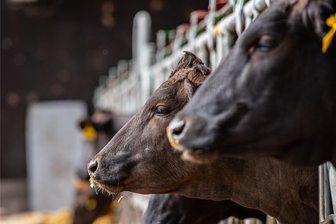 Auszeichnung für Agrargenossenschaft Weidagrund - Die Agrargenossenschaft Weidagrund hat erfolgreich am Landeswettbewerb „Tiergerechte und umweltverträgliche Haltung 2023/2024 in Sachsen“ teilgenommen.