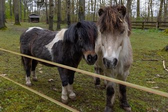 Auszug aus dem Tiergehege am Pöhlberg: Wer geht und wer bleibt - Die beiden Ponys und der Esel haben das Tiergehege am Pöhlberg als erste verlassen, leben nun auf einem Ponyhof in Bayern.