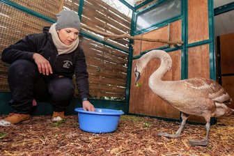 Autobahn-Schwan aus dem Vogtland überwintert in Wildtierstation - Sein Futter bekommt Chuck von Andrea Raczek in einer Schüssel mit viel Wasser.