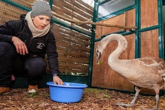 Autobahn- Schwan nach Actionheld benannt - Futter bekommt Chuck von Andrea Raczek in einer Schüssel mit viel Wasser - so, wie er es auch im Gewässer finden würde. 