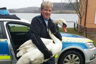 Autobahnpolizisten retten Schwan - Eine Polizeimeisterin fing den Schwan ein. Eine Streife brachte ihn zur Talsperre Pirk.