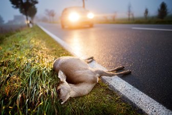 Autofahrer bei nächtlichem Wildunfall in Gemeinde Weischlitz schwer verletzt - Ein Reh ist einem Autofahrer bei Kürbitz zum Verhängnis geworden.