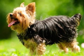 Ein Yorkshire Terrier.