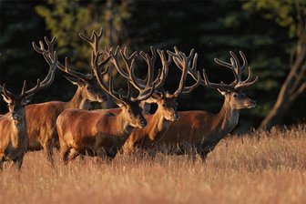 Autorin stellt in Großrückerswalde ihren neuen Krimi vor - Basthirsche auf dem Erzgebirgskamm - ein Bild von Steffen Ullmann. Er ist zur Ausstellungseröffnung vor Ort.