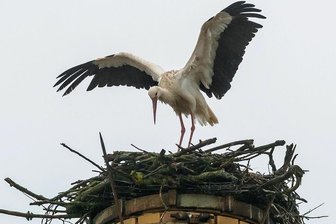Avanciert Gelenau zum Geburtsort für Weißstörche? - Mehr als 20 Meter hoch ist der Schornstein, auf dem derzeit ein Weißstorchpärchen Brutvorbereitungen trifft. Zum Fototermin ließ sich allerdings nur eines der Tiere blicken. 