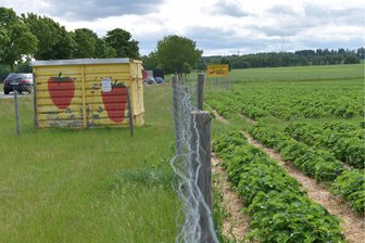 B 173 bei Freiberg: Wann öffnet das Erdbeerfeld wieder? - Auch dieses Jahr gibt es wieder ein Erdbeerfeld an der B 173 bei Kleinschirma nahe Oberschöna.