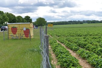 B 173 bei Kleinschirma: Erdbeerfeld am Donnerstag geschlossen - Das Erdbeerfeld an der B 173 zwischen Freiberg und Oberschöna bei Kleinschirma bleibt am Donnerstag, 19. Juni 2025, geschlossen.