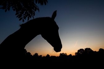 B 173 zwischen Mülsen und Lichtenstein: Warum sechs Pferde für einen Polizeieinsatz sorgen - Sechs Pferde waren (fast) mit dem Sonnenaufgang auf der B 173 zwischen Mülsen und Lichtenstein.