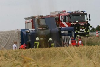 B 175: Brummi kippt in Getreidefeld - Die Kameraden der Feuerwehren von Langenleuba-Oberhain und Obergräfenhain haben die Frontscheibe des Trucks aufgeschnitten und den Fahrer befreit. Die Einsatztruppe fing auslaufenden Diesel mit Blechwannen auf.