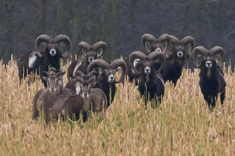 B 92 bei Plauen: Autos stoßen mit Mufflonherde zusammen - Die Mufflons, sogenannte Wildschafe, sind im Vogtland keine Seltenheit. Sie leben in größeren Herden.