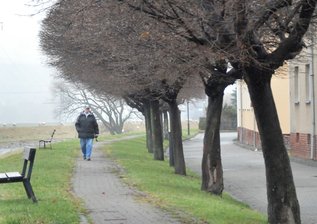 Bäume und Sträucher entlang von Deichen müssen fallen -
<p class="artikelinhalt">Von den zwölf Ahornbäumen An der Flöha in Olbernhau soll vorerst jeder Zweite gefällt werden - ein Kompromiss zwischen Landestalsperrenverwaltung und Stadt. </p>