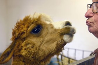 Baby-Boom im Tiergarten Delitzsch - Die Geburt des letzten Alpaka-Fohlens wird in den kommenden Tagen erwartet. (Symbolbild)