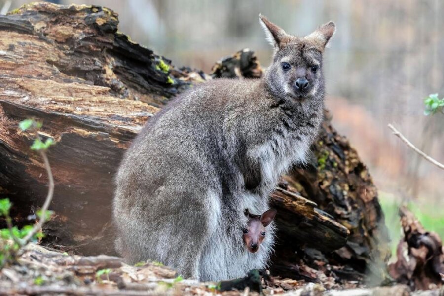 Baby-Känguru im Tierpark Hirschfeld entzückt die Gäste - Etwas Geduld gehört dazu, um das Hirschfelder Känguru mit seinem Nachwuchs vor die Linse zu bekommen. 