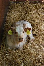 Zebu-Kalb 