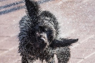 Bad Elster: Frau rettet Hund aus Gondelteich - 