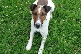 Bad Elster: Zollhund spürt Marihuana und Crystal auf - Zollhund "Lucky".