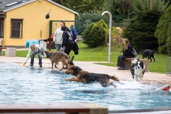 Badespaß auf vier Pfoten: Dutzende Hunde toben durch Wasser im Sonnenbad Rußdorf - Reges Treiben herrschte am Wochenende beim 8. Hundebaden im Sonnenbad Rußdorf.