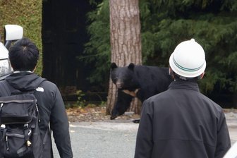 Bär in Japan gelingt nach Angriff spektakuläre Flucht - In Japan kommt es seit Jahren vermehrt zu gefährlichen Begegnungen zwischen Bären und Menschen. So wie hier in der Präfektur Iwate. In Fukushima hat nun ein Schwarzbär mehrere Menschen angegriffen. (Archivbild) 